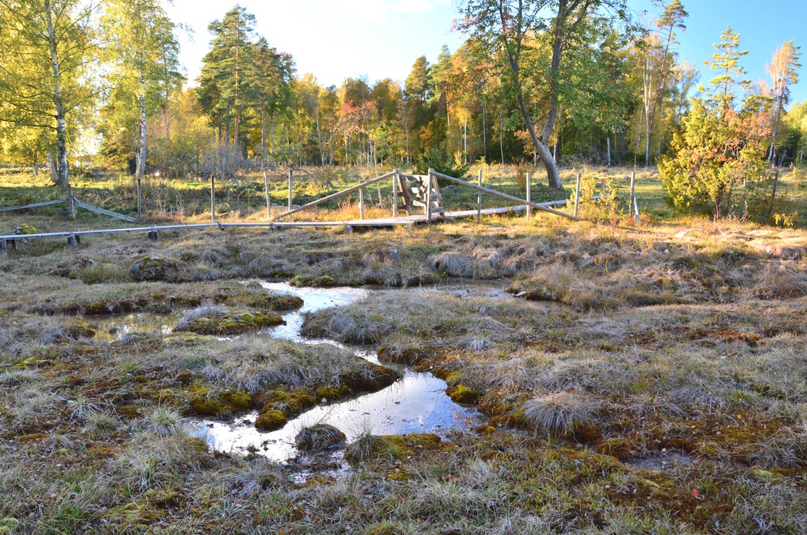 Moos führt zu Kalksinterbildung